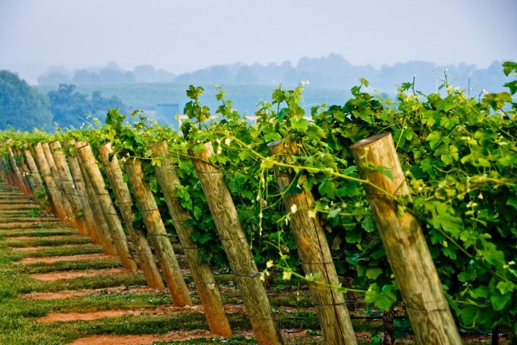 Many rows of north carolina wine vines in the foreground, and in the background verdant, rolling hills.